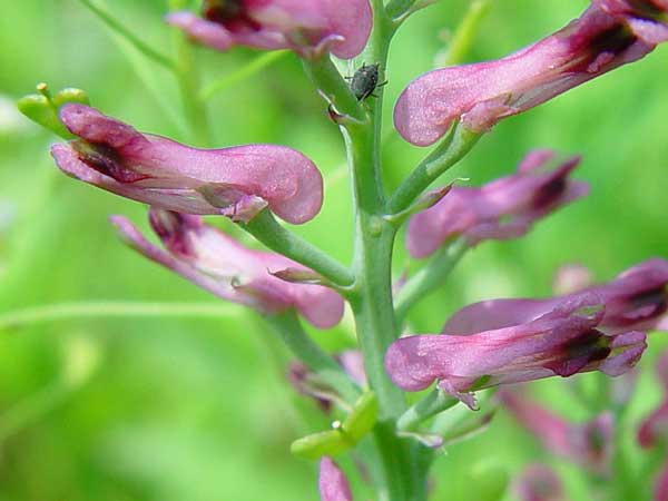 خواص شاهتره چیست؟